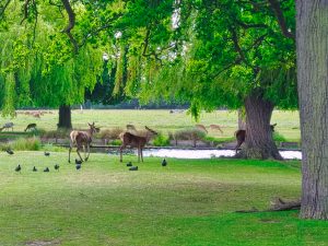 Park in the UK