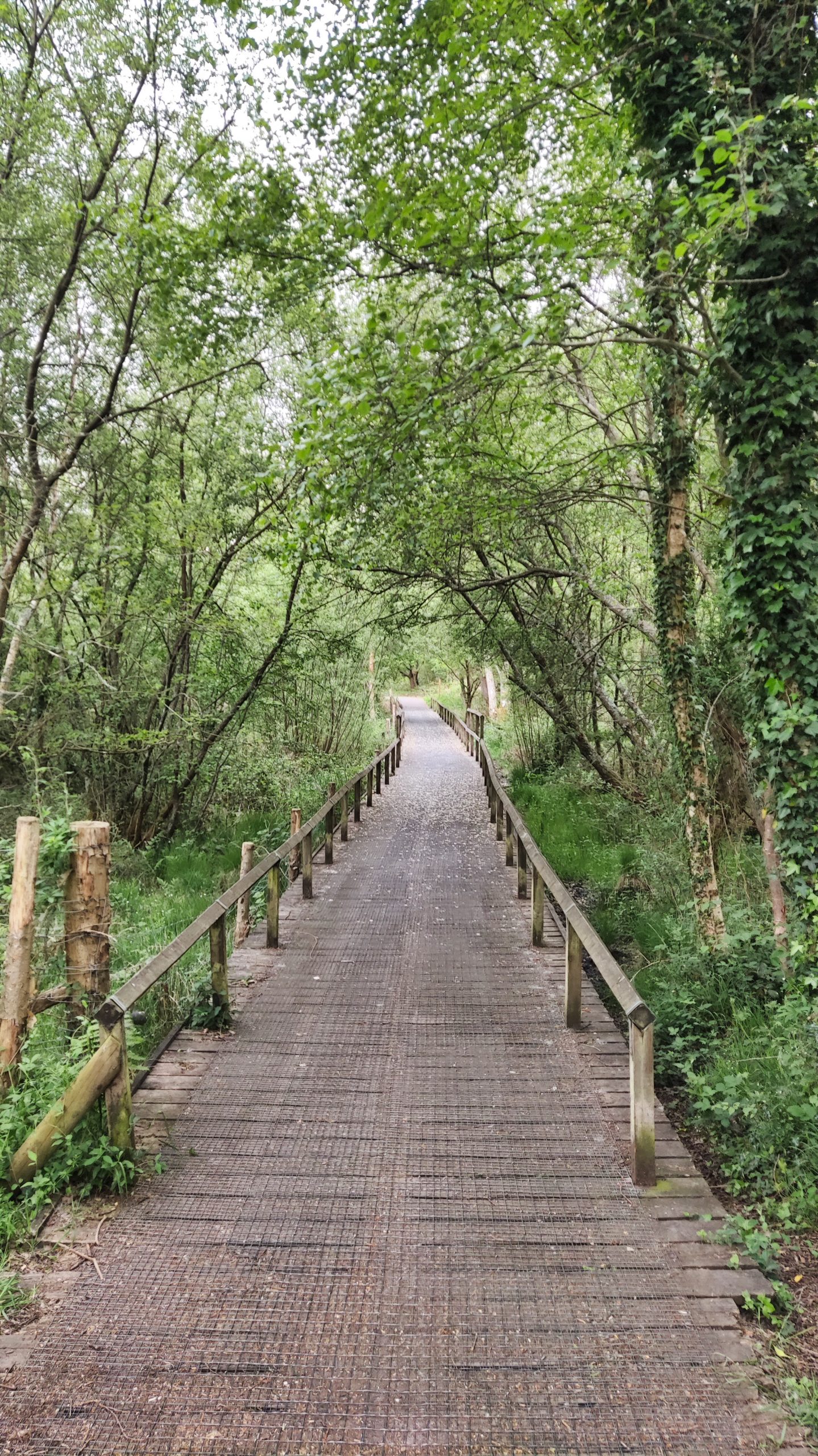 Pathway in a lush green forest