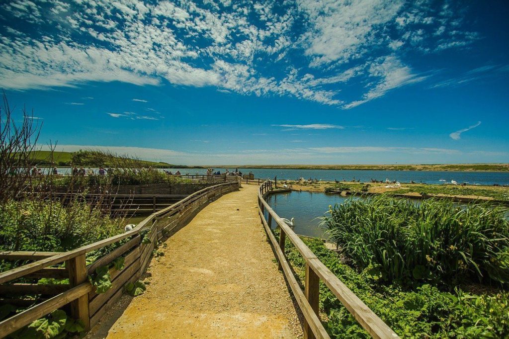 abbotsbury swannery, nature, dorset-820170.jpg