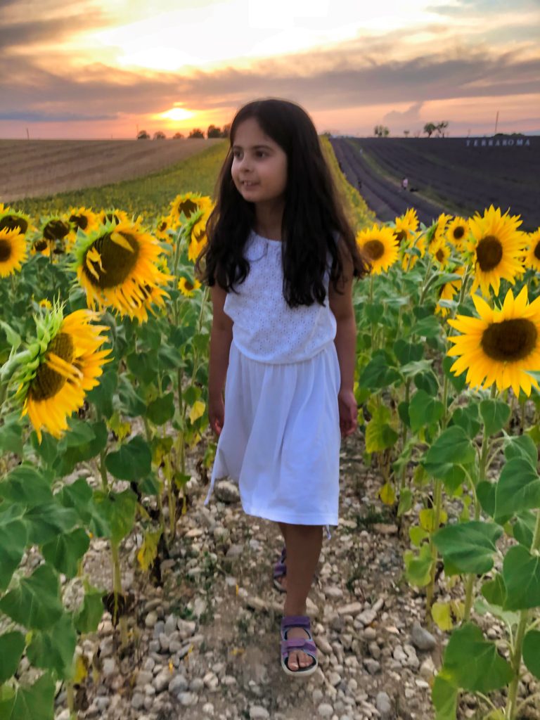 Sunflower fields and lavender fields in Valensole