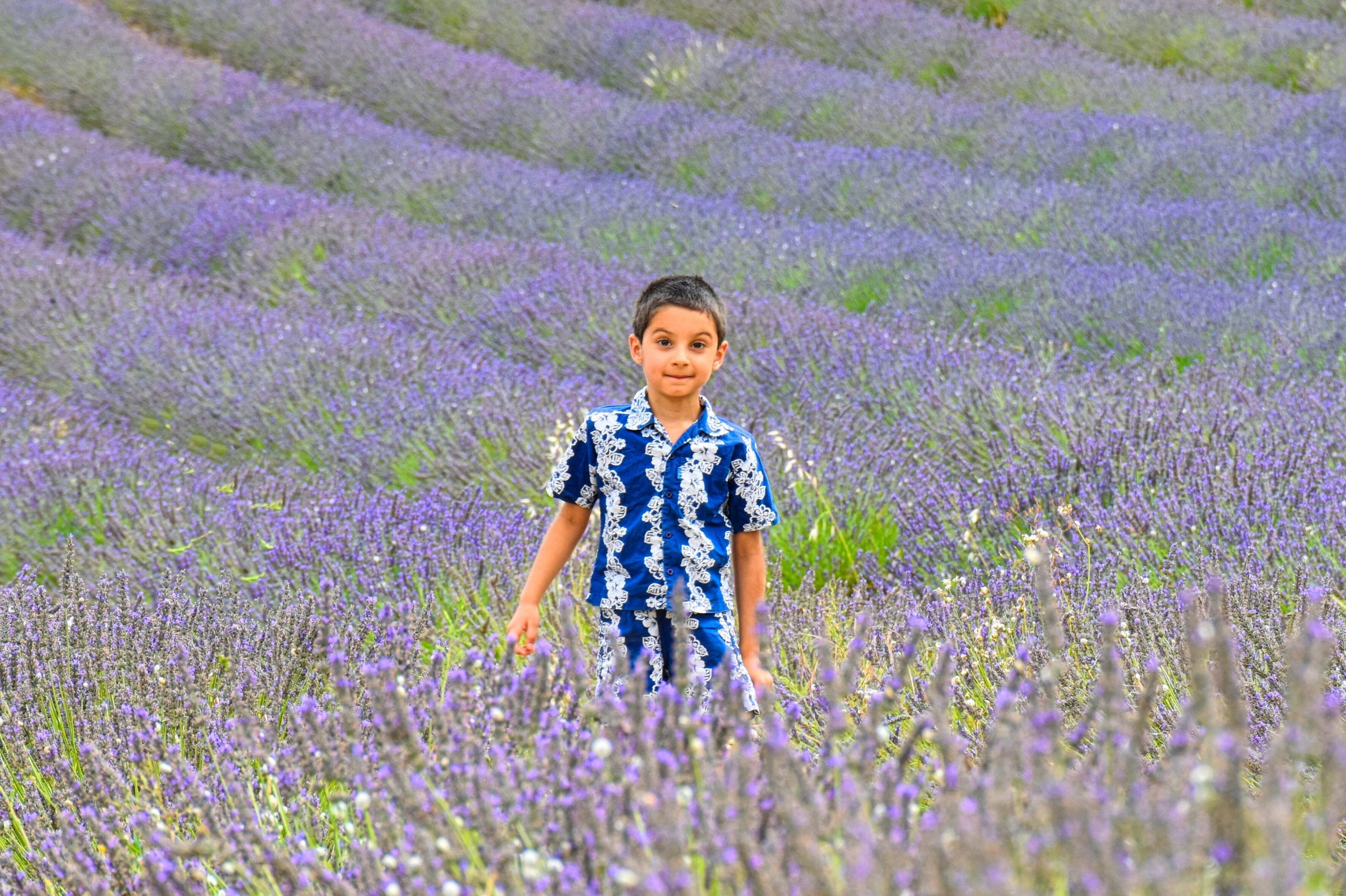 Lavander Fields in France