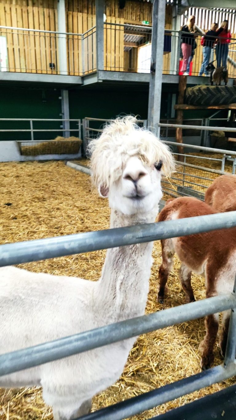 Billy Goat in farm