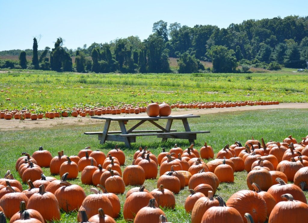 Pumpkin field