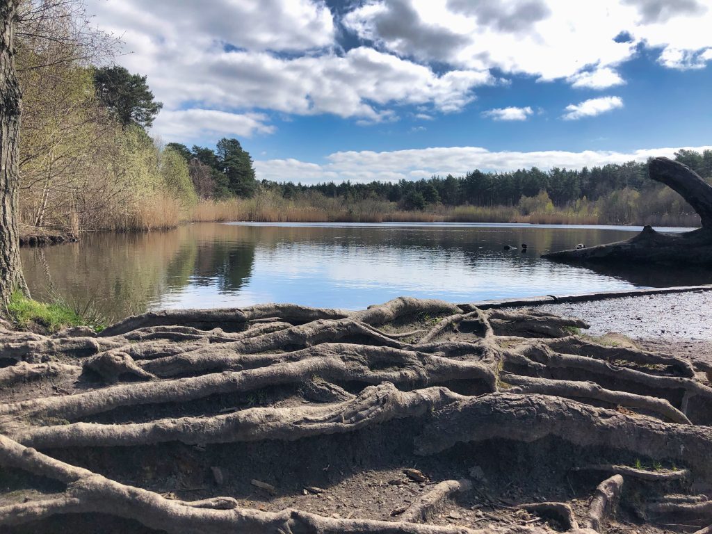 Oxshott Heath and Esher Common, Surrey, is one of the most beautiful walks ini the UK