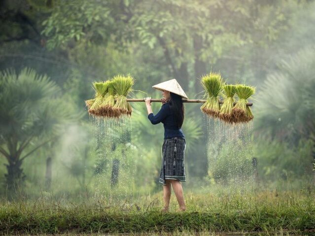 harvesting, myanmar, burma-1822578.jpg