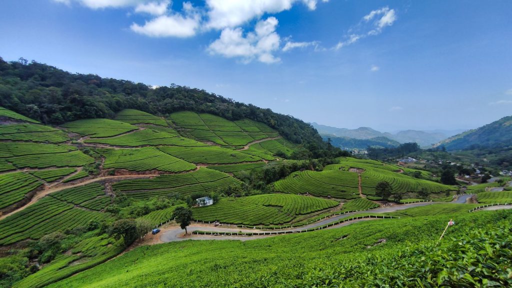 Tea Plantation Landscape in India