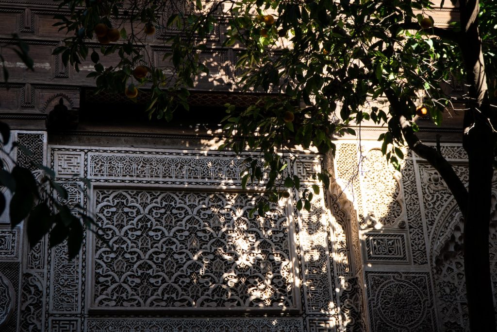 the shadow of a tree on a wall