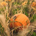 Pumkin in a field