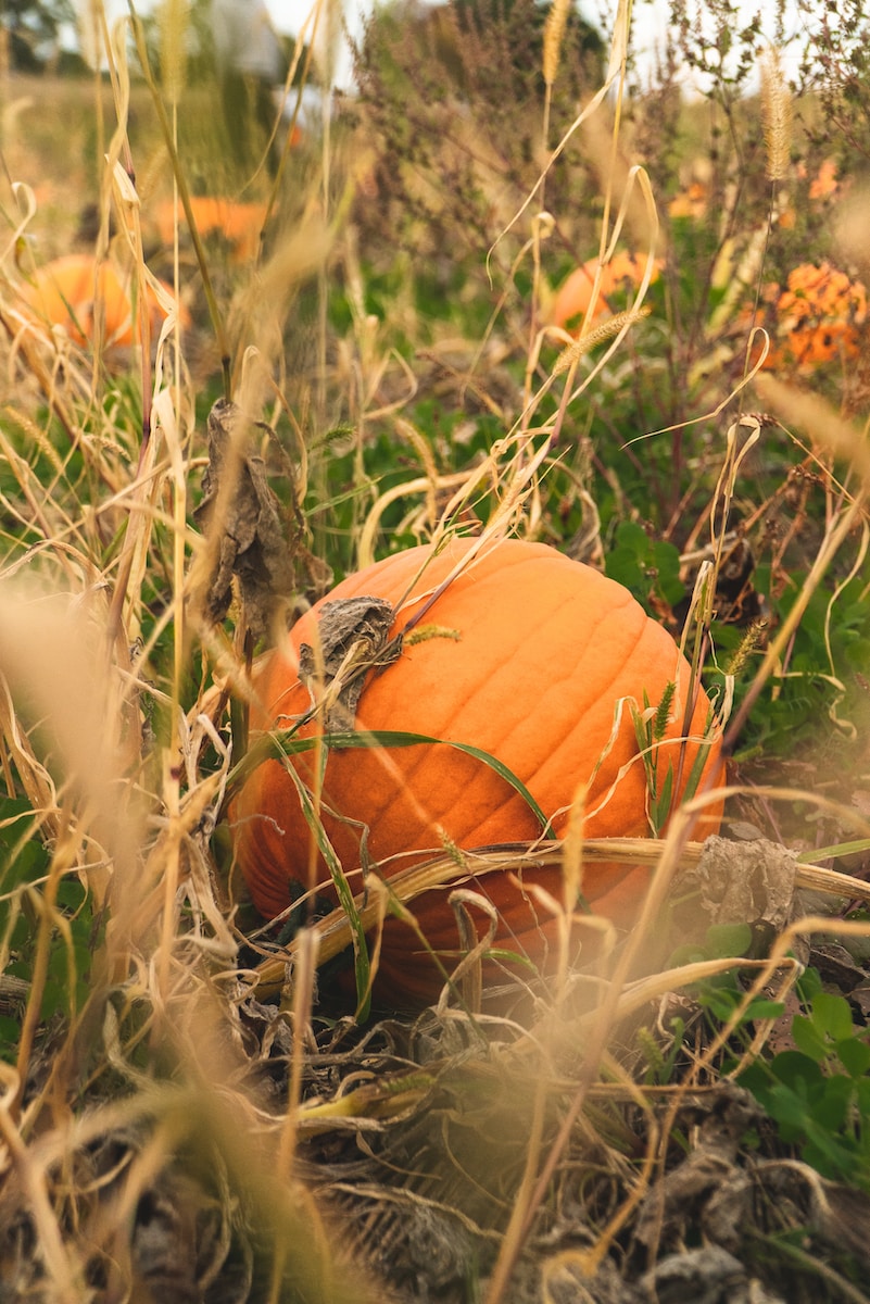 Pumkin in a field