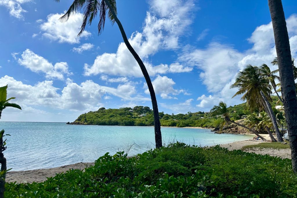 Caribbean Beach with palm trees