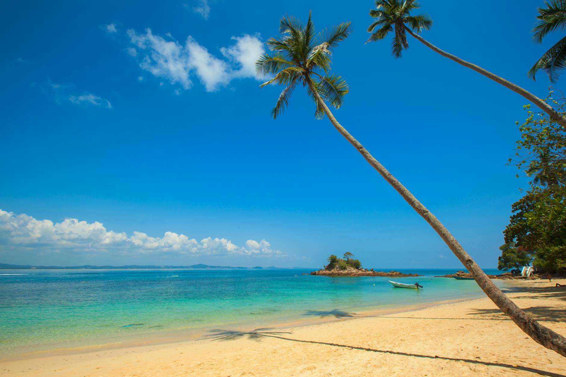 green coconut palm beside seashore under blue calm sky during daytime