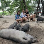 Family and Pigs on a beach