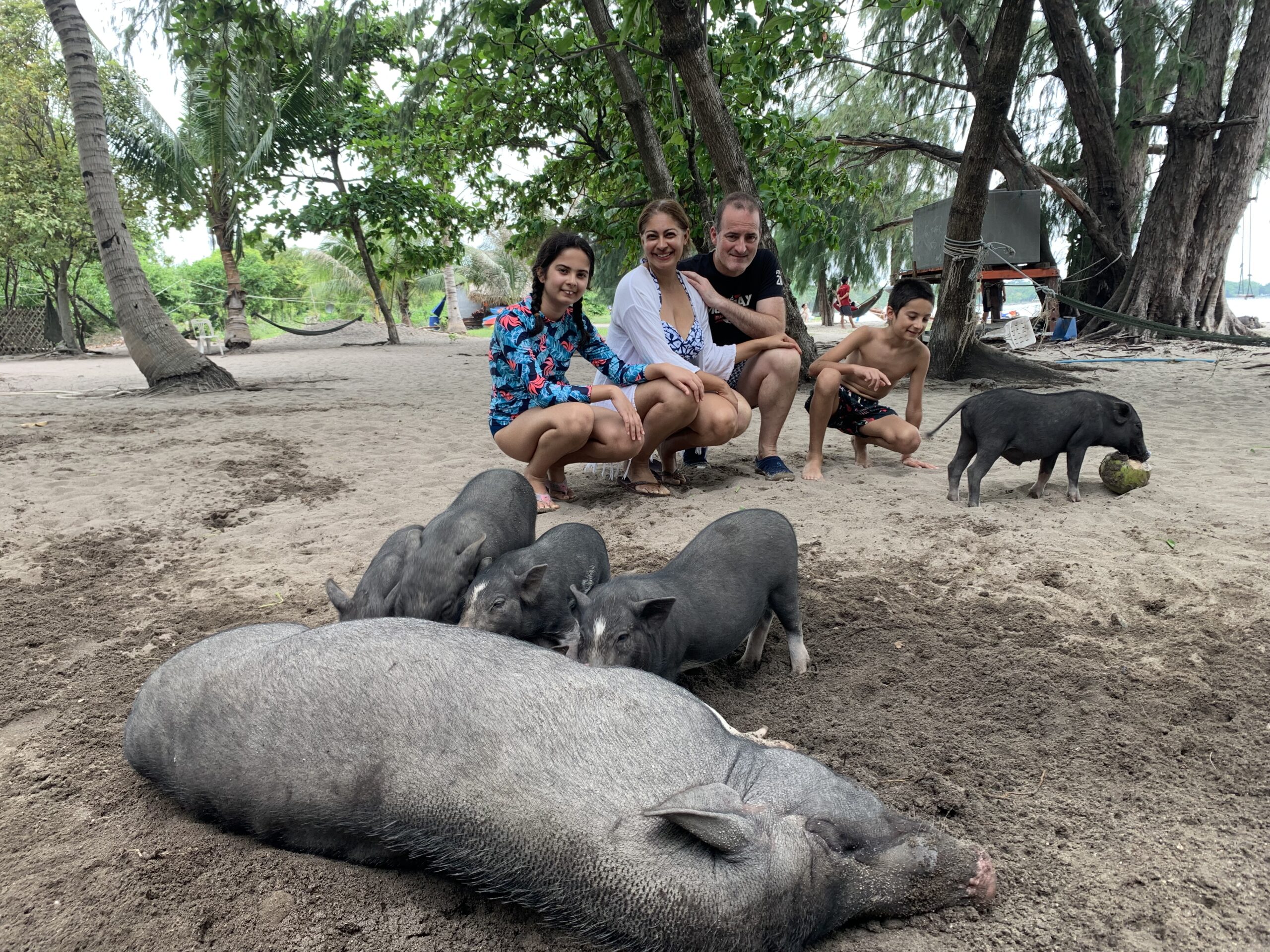 Family and Pigs on a beach