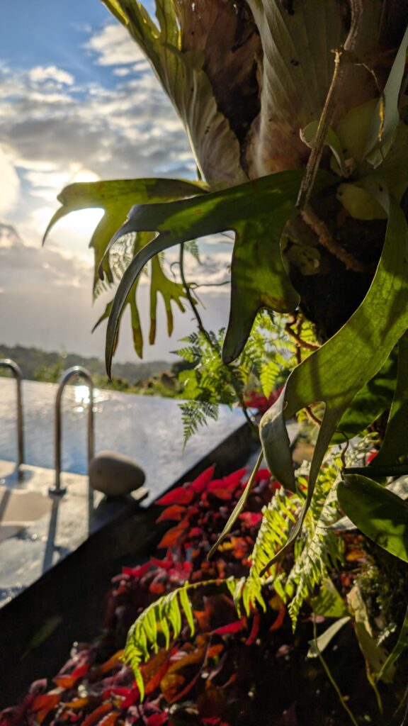Flowers in front of an infinity pool with view
