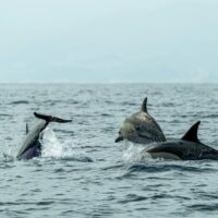 A captivating scene of playful dolphins jumping and swimming in the open sea.